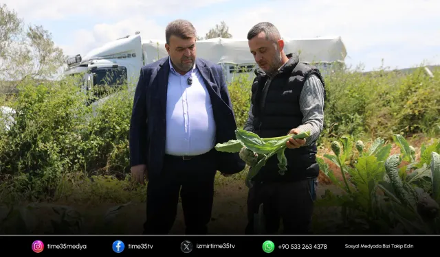 Seferihisar’da enginar hasadı başladı