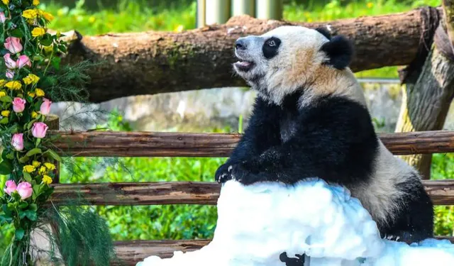 188 gram doğdu, 36,5 kiloya ulaştı! Wang Shu 1 yaşında