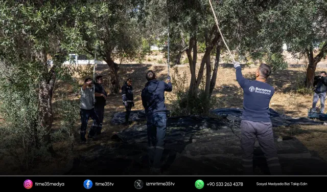 Bornova’da zeytinler dayanışmaya dönüşüyor