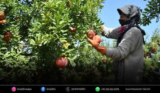 Hicaz narında hasat dönemi başladı