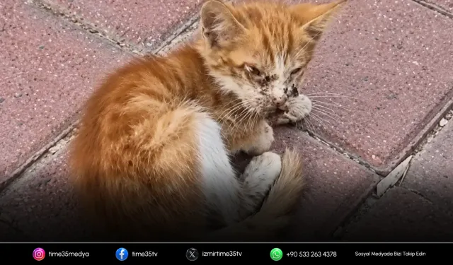 Torbalı’da hayvanseverlerden belediyeye teşekkür
