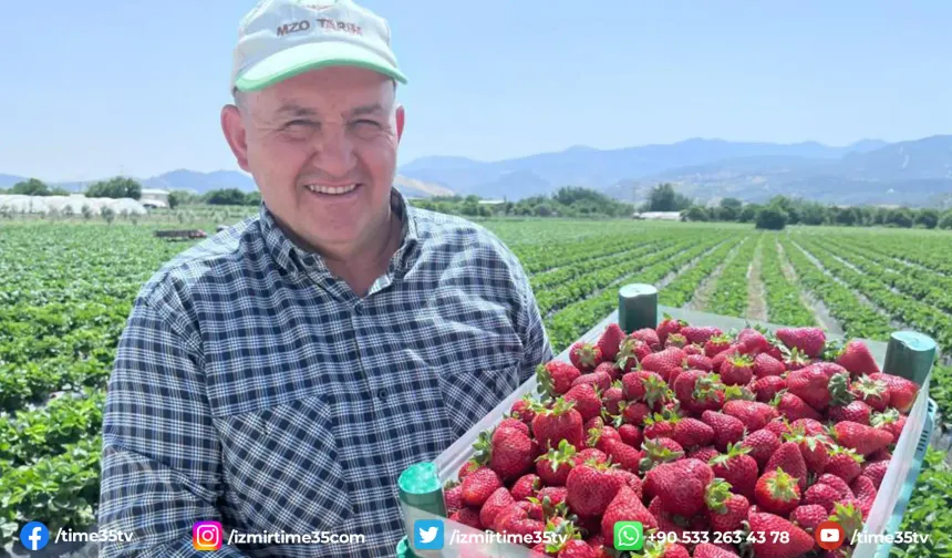 Lezzetiyle meşhur Emiralem çilekleri festivale hazır