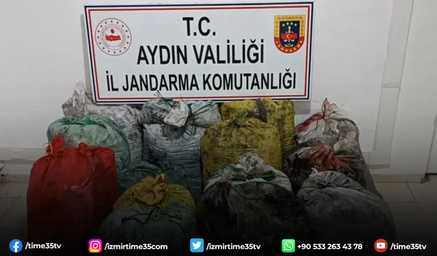 İzinsiz zeytin toplayan 11 şüpheli yakalandı