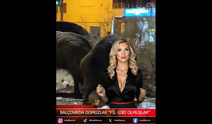 “Fil Gibi Olmuşlar” Balçova’da Domuzlar Vatandaşları Korkuttu