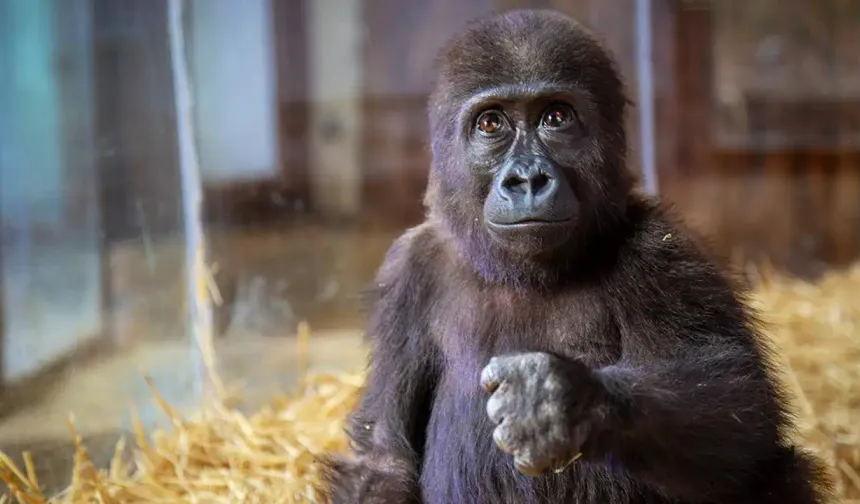 Yavru goril Zeytin Türkiye'de kalacak