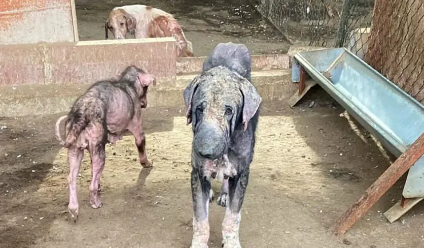 Barınaktaki tepki çeken görüntülere soruşturma