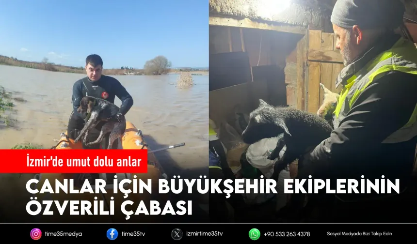 Sağanakta seferberlik: Mahsur kalan hayvanlar kurtarıldı