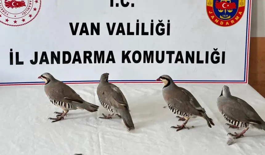 Kınalı keklik avına 85 bin TL ceza