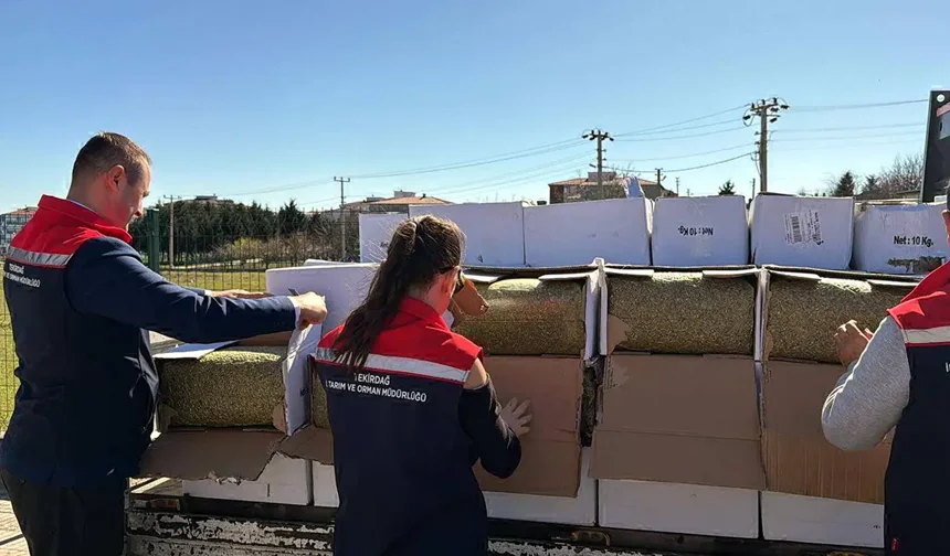 Piyasaya sürülecekti: 2 ton aflatoksinli fıstık yakalandı