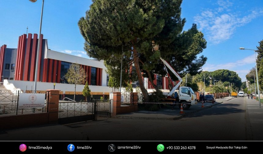 Efeler Belediyesi’nden yüksek çam ağaçlarına bakım