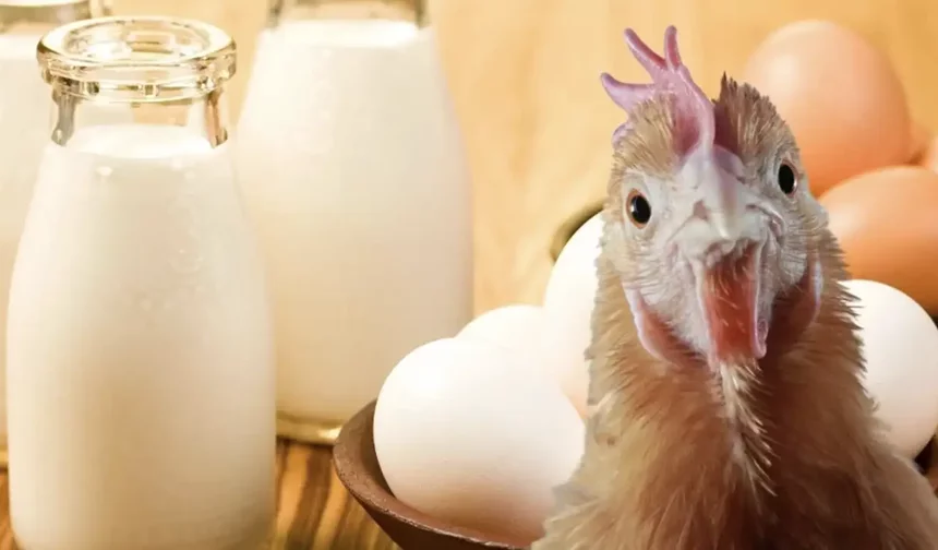 Şubatta yumurta ve süt üretimi düştü