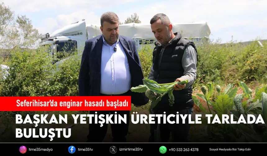 Seferihisar’da enginar hasadı başladı
