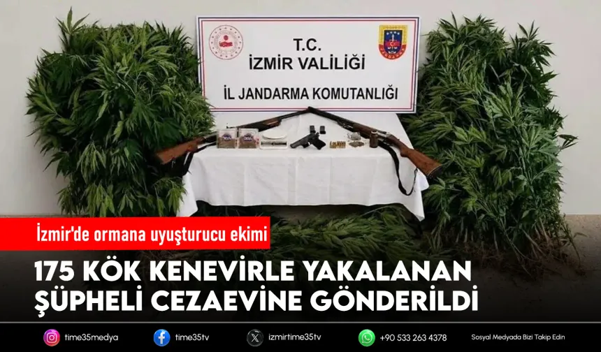 İzmir'de ormanda kenevir yetiştiren şüpheli tutuklandı
