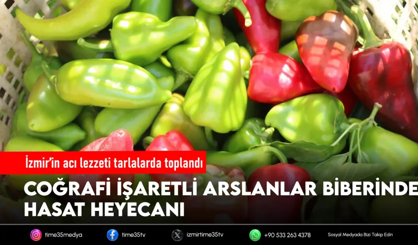 Coğrafi işaretli Arslanlar biberinde hasat başladı