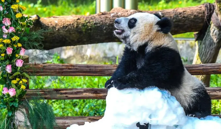 188 gram doğdu, 36,5 kiloya ulaştı! Wang Shu 1 yaşında