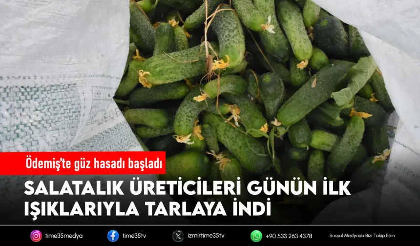 Ödemiş salatalığında güz hasadı