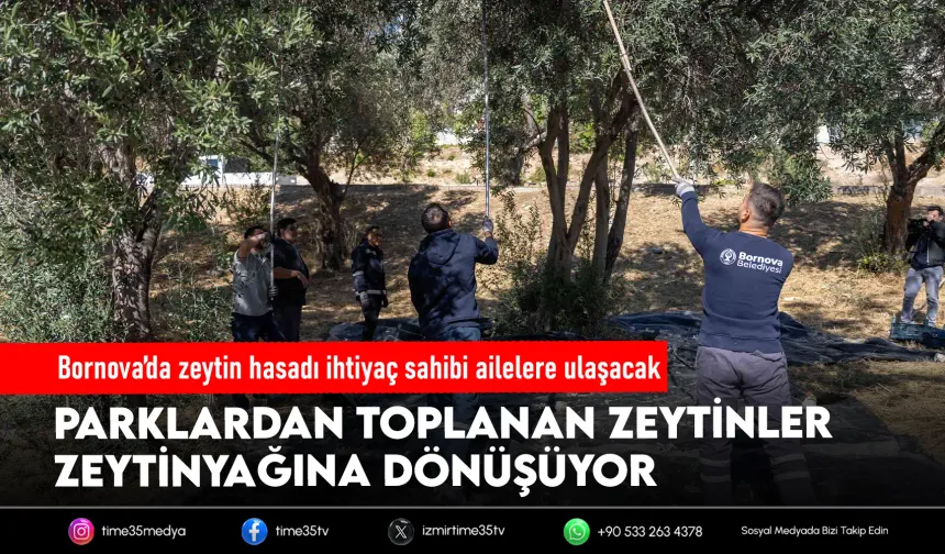 Bornova’da zeytinler dayanışmaya dönüşüyor