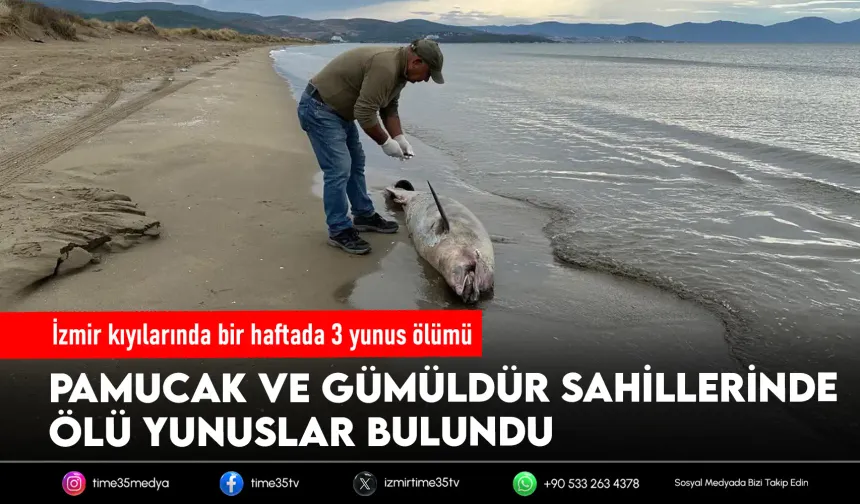 İzmir’de son 1 haftada 3 ölü yunus sahile vurdu
