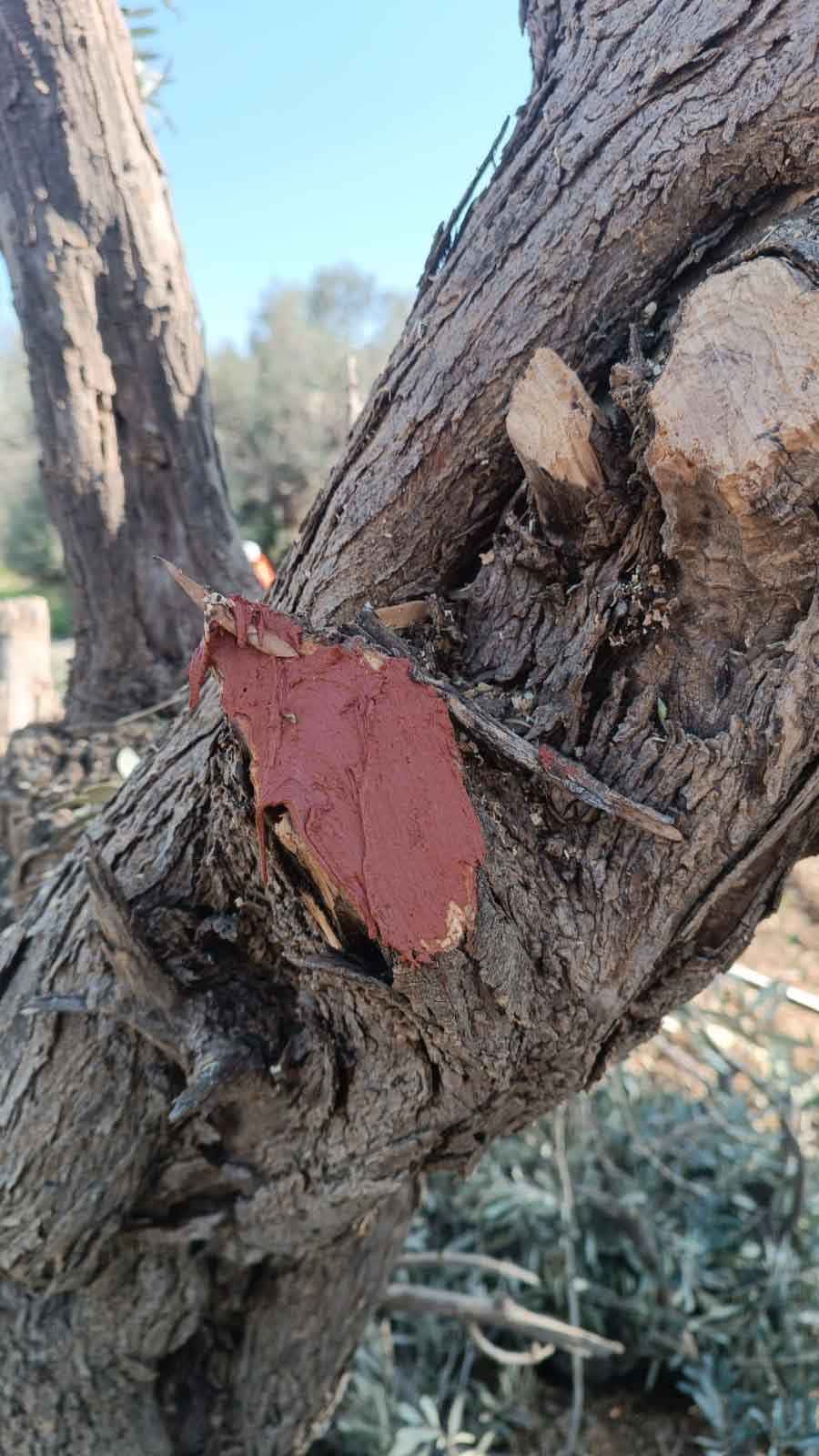 Buca Onat Tüneli’nin Güzergâhındaki Ağaçlar Koruma Altında3