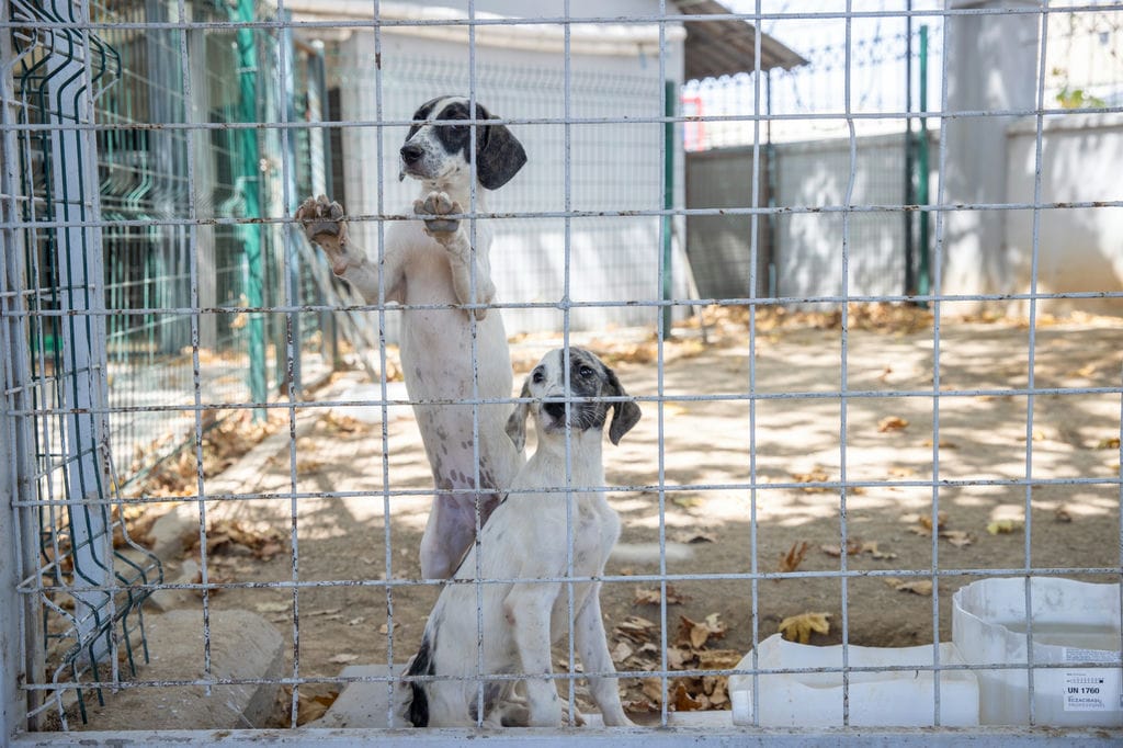 Konak’ta Can Dostların Yeni Yuva Mutluluğu (2)