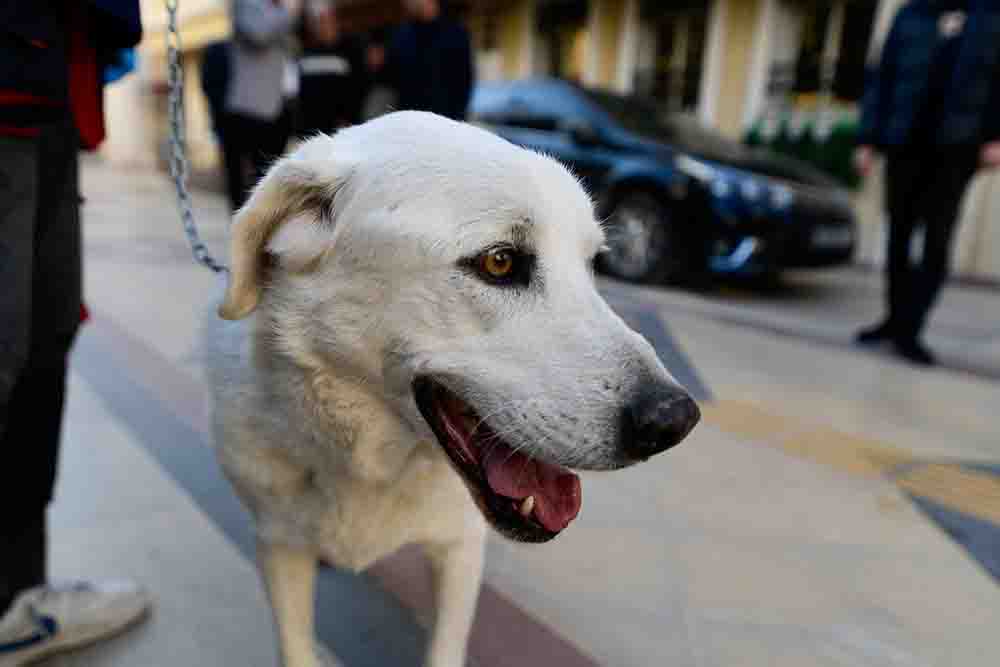 Sokak Köpeği Paşa’ya Sıcak Bir Yuva2