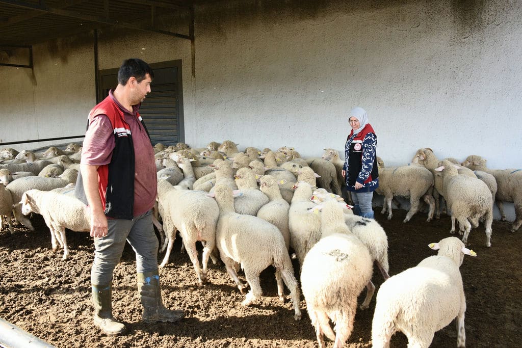 3 Aliağa’da Üreticiye Destek Sürüyor Hibeli Koyun Ve Koçlar Teslim Ediliyor (1)