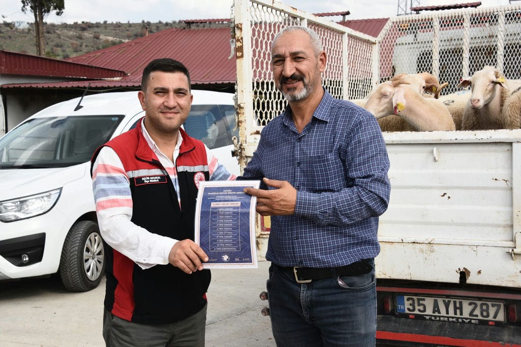 4 Aliağa’da Üreticiye Destek Sürüyor Hibeli Koyun Ve Koçlar Teslim Ediliyor