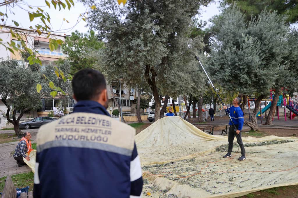 Buca Zeytinyağı (4)