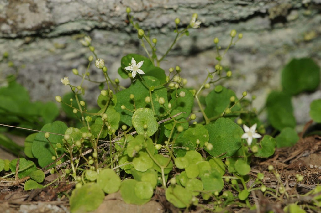 I Z M I R D E E N D E M I K B I T K I T U R U K E S F E D I L D I 1107499 328813