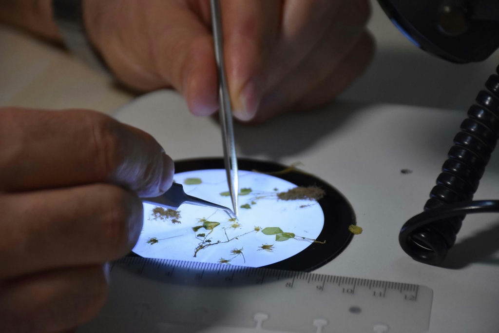 I Z M I R D E E N D E M I K B I T K I T U R U K E S F E D I L D I 1107504 328813