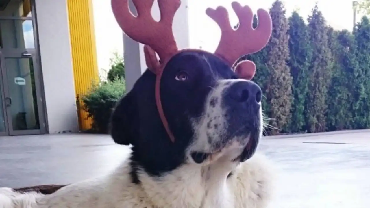 Matmazel’in ölümü hakkında soruşturma