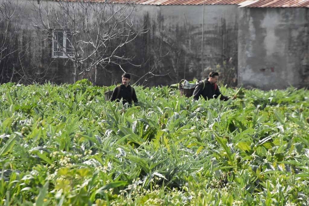 I Z M I R M E N E M E N’ D E E N G I N A R H A S A D I B A S L A D I 1195148 355344