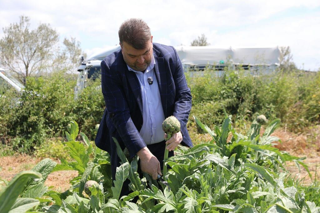 Seferihisar Enginar Hasat İsmail Yetişkin