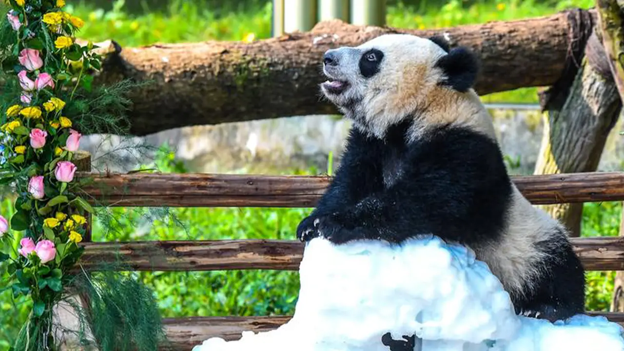 188 gram doğdu, 36,5 kiloya ulaştı! Wang Shu 1 yaşında